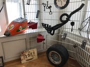 Gegenstände aus der aktiven Zeit des Flawiler Rennfahrers.
