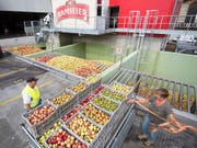 Der Getränkehersteller Ramseier hat im vergangenen Jahr den Umsatz erhöht und dank dem warmen Sommer deutlich mehr Mostobst verarbeitet. (Bild: KEYSTONE/URS FLUEELER)