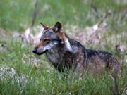 Im Wallis hat sich die Zahl der nachgewiesenen Wölfe seit einem Jahr von fünf auf zehn verdoppelt. Hier ein Wolf bei Bellwald im Obergoms im Frühling 2013. (Bild: Keystone/MARCO SCHMIDT)