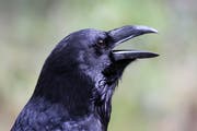 Raben gelten heute als intelligente Tiere. (Bild: Marcel Schauer)