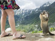 In manchen Walliser Ferienorten sind Murmeltiere eine Touristenattraktion. Sind sie zu zahlreich, können die Tiere nach Ansicht der Behörden auch zu einem Problem werden. (Bild: Keystone/DOMINIC STEINMANN)