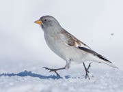 Der Schneesperling, ein Cousin des Hausspatzes, wird seltener. Forscher der Vogelwarte Sempacht wollen nun wissen, wieso. (Bild: Vogelwarte Sempach/Marcel Burkhardt)