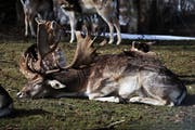 Fit sieht irgendwie anders aus! Auch der Damhirsch im Wildpark Peter und Paul spürt offenbar so etwas wie Frühlingsmüdigkeit. Oder er ist einfach ein Geniesser und tankt Sonne so lange es nur irgendwie geht. Heute, morgen und am Freitag dürfte er diesbezüglich nicht mehr auf seine Kosten kommen: Die Wetterfrösche prophezeien Wolken und Niederschläge. (Leserbild: Natalie Knöpfel - 24. Februar 2019
