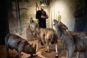 Rochus Lussi und die Wölfe. Obwohl sie sehr real wirken, geht es dem Künstler nicht um die reine Abbildung. (Bild: Romano Cuonz, Hofmatt Galerie Sarnen, 13. März 2019)