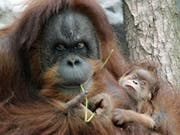 Auf Sumatra wurde ein durch 74 Gewehrkugeln schwer verwundetes Orang-Utan-Weibchen gefunden, ihr Baby starb. (Bild: Keystone/AP/CHRISTOF STACHE)