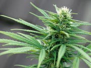 Das Bundesverwaltungsgericht erachtet Cannabisblüten als Tabakersatz, womit sie gleich besteuert werden können wie Feinschnitt-Tabak. (Bild: KEYSTONE/ALESSANDRO DELLA BELLA)
