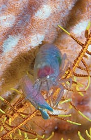 Kaum zu glauben: Der unscheinbare Pistolenkrebs (Alpheidae) kann ganz schön Krach machen. (Bild: KEYSTONE)