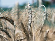 Mit einem Netz bedeckte Ähren in einem früheren Versuch mit Gentech-Getreide auf dem geschützten Feld in Reckenholz ZH. (Bild: KEYSTONE/CHRISTIAN BEUTLER)