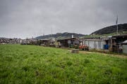 Die Wiese bei der «Äbiker Hötte».Bild: Pius Amrein (14. März, Buchrain)