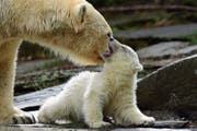 Eisbärmutter Tonja und die noch namenlose Kleine zeigten sich gestern den Zoobesuchern. (Bild: Clemens Bilan/EPA, Berlin, 15. März 2019)