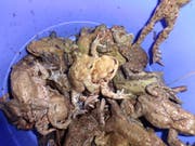 Blick in den Kübel: Dank der freiwilligen Helferinnen und Helfer erreichen diese Amphibien das Laichgewässer schadlos. (Bilder: PD)
