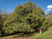 Im Alter zeigt die «Lüina» ihre typische Baumform mit ihrer ausladenden, nicht sehr hohen Baumkrone. (Bild: Fructus)