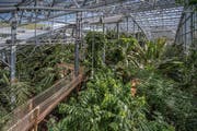 Steht weiterhin vor ungewisser Zukunft: Das Tropenhaus Wolhusen. (Bild: Pius Amrein, Wolhusen, 19. Juli 2017)
