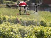 Eine Drohne überfliegt in Fully VS ein Weingut und versprüht ein Mittel gegen Pilzbefall. (Bild: KEYSTONE/ALESSANDRO DELLA VALLE)