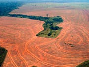Die Abholzug des Regenwaldes in Brasilien hat seit dem Amtsantritt von Präsident Jair Bolsonaro weiter zugenommen. (Bild: KEYSTONE/AP/ALBERTO CESAR-GREENPEACE)