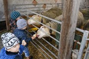 Höhepunkt des Besuchs auf dem Spielgruppen-Bauernhof war das Füttern der Schafe. (Bild: Yvonne Aldrovandi-Schläpfer)