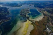 Das Niedrigwasser am Untersee im vergangenen Herbst: Plötzlich waren die Schutzgebiete für Wasservögel zu klein. (Bild: Gerhard Plessing)