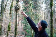 Auf dem Flechtenpfad: Revierförster Walter Ackermann zeigt eine seltene Lungenflechte. (Bild: Dieter Ritter)