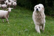 Im Gegensatz zu Hütehunden arbeiten Herdenschutzhunde selbstständig. (Bild: PD/AGRIDEA)