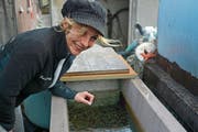 Viel Herzblut und Idealismus steckt Susanne Rusch in die Fischzucht. Nur von den Fischen leben, kann die Montlingerin jedoch nicht. (Bild: Kurt Latzer)