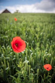 Mohn auf einem Getreidefeld in Märstetten. (Bild: Reto Martin)