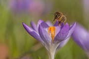Eine Biene im Anflug auf eine Krokusblüte. (Leserbild: Franziska Hörler - 17. März 2019)