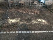 Futterplatz am Rand der St.Leonhard-Pärkleins: Jemand hat hier Körner ausgestreut, die nicht nur Tauben, sondern natürlich auch die neuerdings hier lebenden Ratten anziehen. (Bild: Stadtpolizei St.Gallen - 20. März 2019)