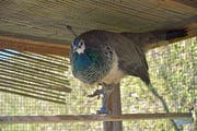 Das Weibchen, wegen der blauen Federn Marie genannt, gewöhnt sich in einer Voliere an ihre Umgebung, damit sie später keine Ausflüge ausserhalb des Parks mehr unternimmt. (Bild: Mario Testa)