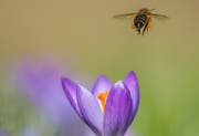 Eine schwer mit Pollen beladene Biene startet von einem Krokus aus zum Rückflug ins Bienenhaus. (Leserbild: Franziska Hörler - 18. März 2019)