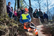 Oberstufenschüler von Wolfenschiessen verbringen den Schultag im Wald. Hans Odermatt zeigt, wie man einen Baum fällt. (Bild: Eveline Beerkircher (Wolfenschiessen, 21. März 2019))