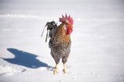 Der schönste Güggel der Schweiz. (Bild: Dominik Wunderli, Geuensee, 13. Februar 2019)