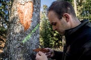 Betriebsförster Christian Siegrist findet unter der Rinde einer Weisstanne Larven von Borkenkäfern. (Bild: Nadia Schärli, Rain 22. März 2019)