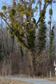Ist ein Baum im Winter grüner als im Sommer, droht er abzusterben. (Bild: Kurt Latzer)