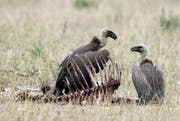 Aasgeier in Kenia. (Bild: Getty)