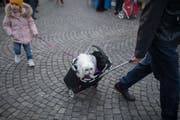 Szene vom St.Galler Wochenmarkt. (Bild: Benjamin Manser - 23. März 2019)