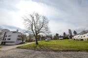 Die Eiche ist krank und wird verschwinden. Doch ein neuer Baum soll ihren Platz einnehmen. (Bild: Donato Caspari)