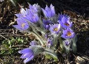 Auch wenn am Dienstagmorgen schon wieder ein Hauch Schnee auf St.Galler Dächern lag, ist der Frühling definitiv da! Wer's nicht glaubt, kann sich im Botanischen Garten davon überzeugen. Hier blüht derzeit neben vielen anderen Frühlingsblumen auch die Gewöhnliche Kuh- oder Küchenschelle. (Leserbild: Hans Adelmann - 26. März 2019)