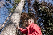 Bruno Röösli, Abteilungsleiter Wald beim Kanton Luzern, vor einer Fichte mit Borkenkäferbefall. (Bild: Nadia Schärli, Rain, 22. März 2019)