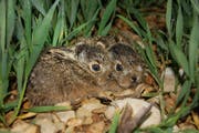 Wildhasen werden besonders häufig Opfer von freilaufenden Hunden. (Bild: PD/Nicolas Martinez)
