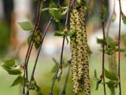Birkenkätzchen: Für Allergiker alles andere als ein erfreuliches Bild. Der Pollenflug ist in diesem Jahr eine Woche früher dran als üblich. (Bild: KEYSTONE/AP/HERMANN J. KNIPPERTZ)