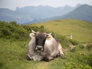 Kühe ruhen fast nur in Bauchlage, weil das für ihre Verdauung unabdingbar ist. Andere grosse Säugetiere schlafen eher auf der Seite. (Bild: KEYSTONE/ARNO BALZARINI)