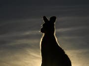 Das Känguru verschwand im Schutz der Dunkelheit. (Bild: KEYSTONE/EPA AAP/LUKAS COCH)