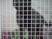 Die Thurgauer Behörden haben in Müllheim eine private Tierhaltung wegen hoch prekärer Haltungsverhältnisse geräumt. 21 Katzen lagen tot in einem Gefrierschrank. (Bild: KEYSTONE/GAETAN BALLY)