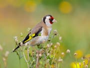 In naturnahen Gärten fühlt sich beispielsweise der Stieglitz wohl. (Bild: Mathias Schäf)
