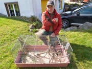 Landwirt Heinz Beerli bei den verspielten Jungtieren. (Bild: Kurt Lichtensteiger)