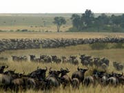 Bald ein Bild der Vergangenheit? Gnus auf Wanderschaft durch das Masai Mara Reservat in Kenia. (Bild: Keystone/AFP/PEDRO UGARTE)
