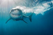 Einen Hai, einen hungrigen Hai . . . ist das Letzte, was man braucht in einem See . . . (Bild: Getty)
