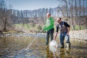 Regierungsrat Bruno Damann (links) packt mit an und setzt die Jungfische in der Sitter aus. (Bild: Bilder: Urs Bucher)