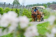 Ein Postkartenmotiv aus dem Thurgau: Die Pferdekutsche bringt Besucher des Bluescht-Fäschts an die verschiedenen Orte am Apfelweg bei Altnau. (Bild: Donato Caspari)