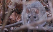 Eine der Ratten aus dem St.Leonhardspärkli. (Bild: FM1today)